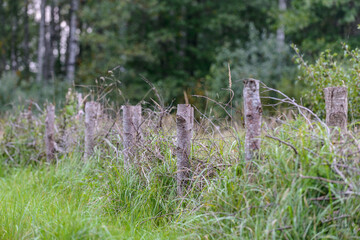 Fence in the field, grass and trees, view of rural meadow with forest in background