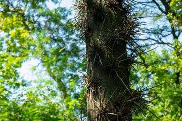 tree in the forest