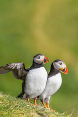 Cover page with North Atlantic puffins at Faroe island, Mykines, at late summer with copy space background.