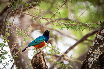 PARC TANRANGIRE SAFARI 