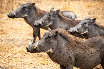 PARC TANRANGIRE SAFARI PHACOCHERE