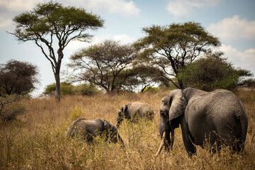 Fototapeta premium PARC TARANGIRE ELEPHANTS