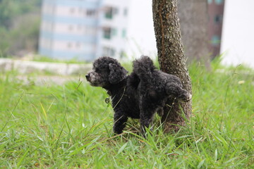 C&Atilde;O CACHORRO DOG 