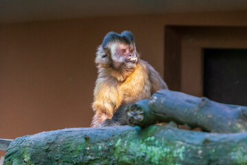 eating monkey at the zoo