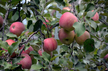リンゴの木