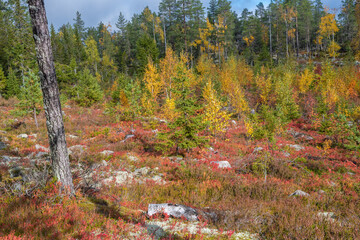 Bunte  Herbststimmung auf dem Wanderweg Tavelsjöleden in Schweden bei Umea