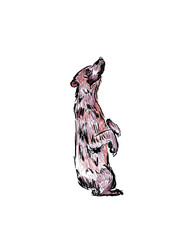 bear