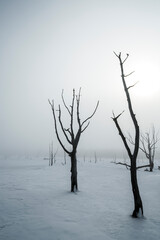 Fototapeta na wymiar Narawara, Notsuke peninsula in Hokkaido Japan, petrified oak trees in mist.
