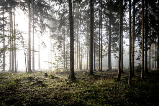 Mystischer Herbstwald im Nebel
