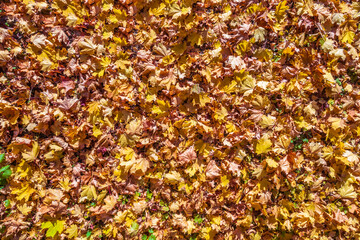 Colden autumn. Colorful maple leaves on the ground. Season change. Indian summer. Top, aerial, drone view. Background