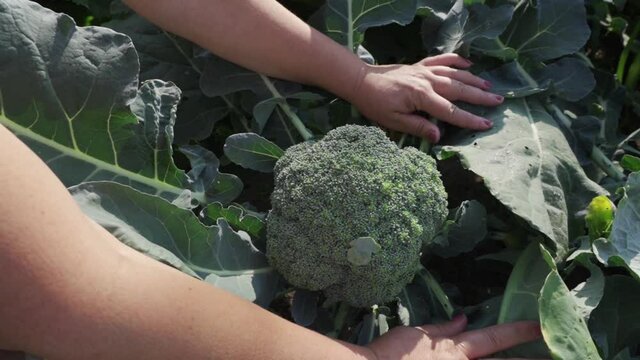 A woman's hands hold ripe broccoli greens.