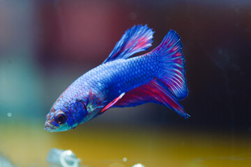 Betta fish, Siamese fighting fish, dancing and isolated in a small aquarium