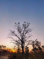 Obraz premium tree silhouette at sunset