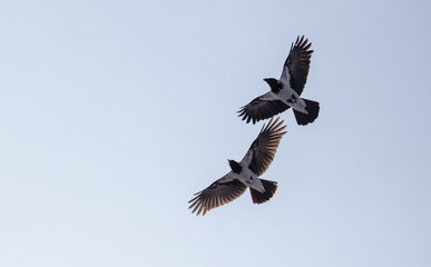 Two crows are flying in sky.