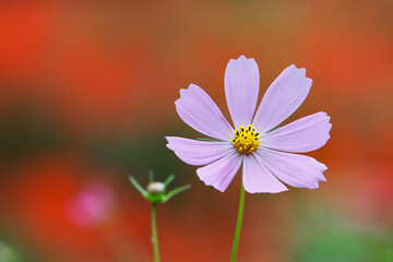 赤背景のコスモス