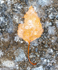 Yellow leaf in ice in winter.