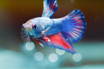 Fototapeta premium Betta fish, Siamese fighting fish, dancing and isolated in a small aquarium