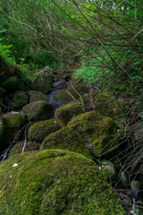 stream in the forest