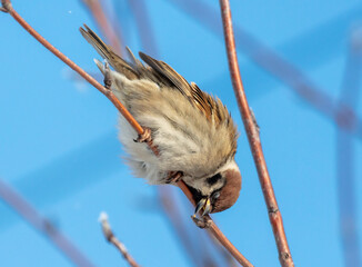 Portrait of a sparrow on a tree branch