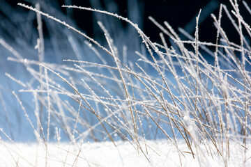 Dry grass in the snow in winter.
