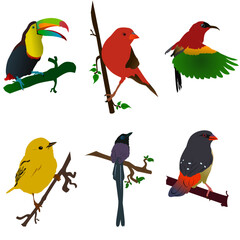 Fototapeta premium vector image of six different kinds of birds.