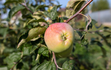 Apples on the tree in the garden.