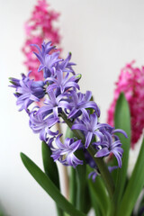 Fototapeta premium Purple hyacinths on a white background, vertical orientation with a place for an inscription. Selective focus.