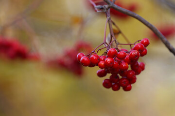 Rowan berries on a branch in the autumn park. Blur.