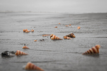 Seashells on the seashore