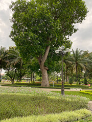 Road with many trees in downtown Saigon, Vietnam