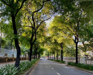 Road with many trees in downtown Saigon, Vietnam