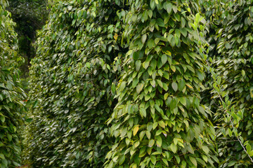 Green pepper plantation on Phu Quoc Island, Vietnam