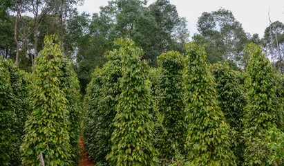Green pepper plantation on Phu Quoc Island, Vietnam