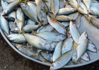 Selling fish at rural market in Southern Vietnam
