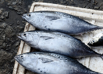 Selling fish at rural market in Southern Vietnam