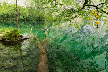 Fototapeta na wymiar A view of Obersee with a fallen tree seen below clear lake water