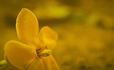 Blooming mustard flower