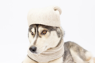 Dog breed Siberian Husky in a white hat and scarf isolated on white background