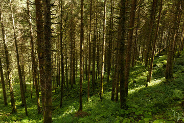 Fototapeta na wymiar Close shot of a forest with trees whose branches are trimmed near Krimml Waterfalls (Krimml Wasserfälle), Austria