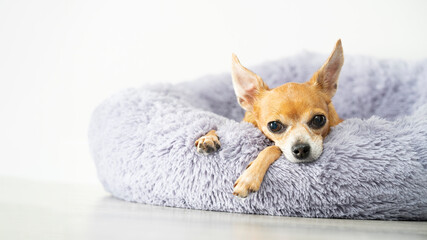A red-haired toy terrier lies on a fluffy gray bed at home, resting.