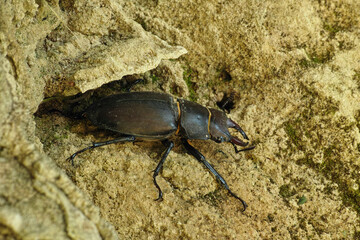 stag beetle, female