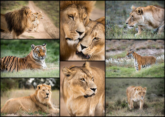 Lion collage of majestic African king of the jungle. South Africa safari is a travel adventure of a lifetime.