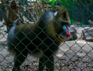 portrait of a baboon at the zoo