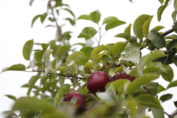 Apple branch