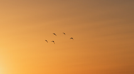 Waterfowl Silhouette