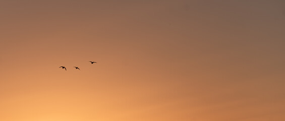 Waterfowl Silhouette