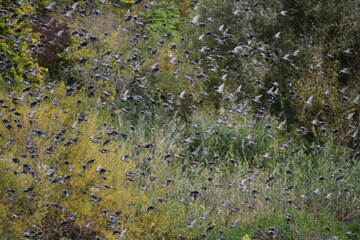 Swarm of Starlings in Autumn