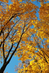 Bright, colorful leaves in the park. Trees in golden autumn decorations against a blue sky