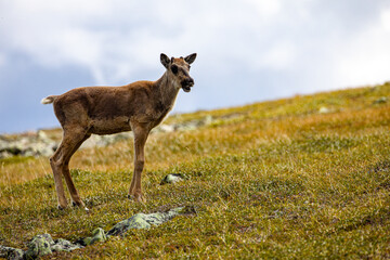 Caribou de la Gaspèsie