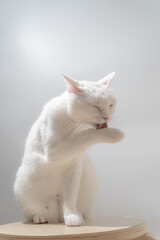 白猫のポートレート　グレー背景